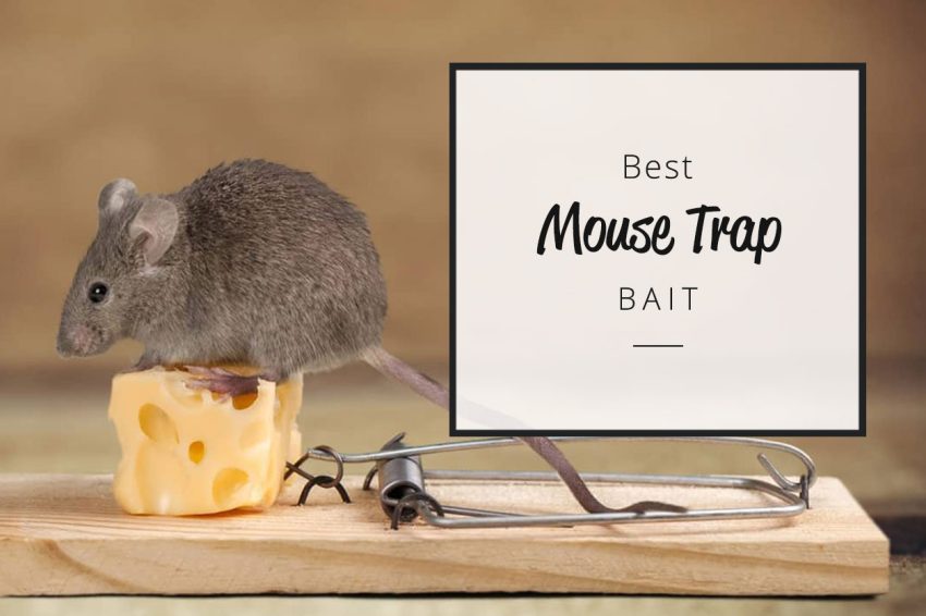 Best mouse trap bait