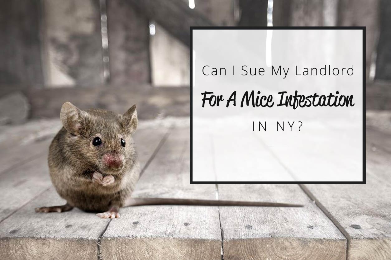 Can i sue my landlord for mice infestation in NY