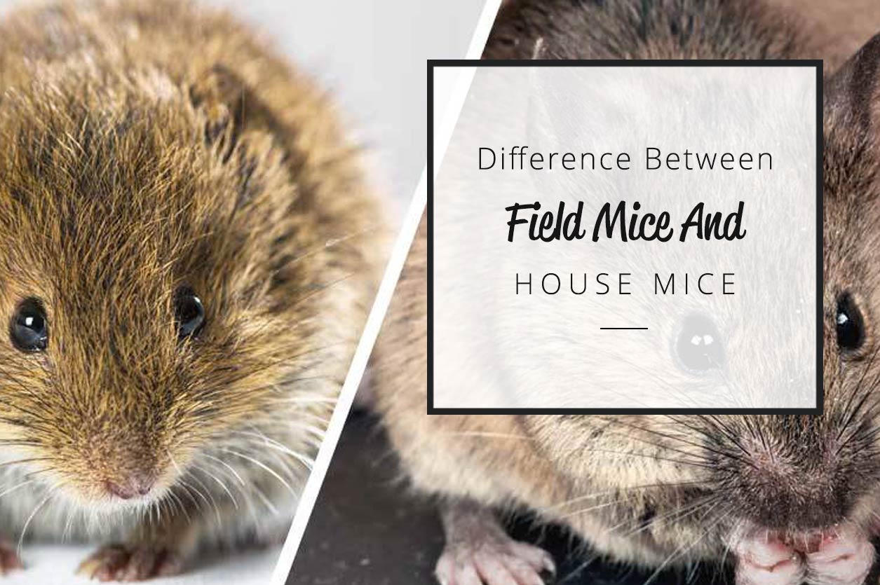 Field mice and House mice difference