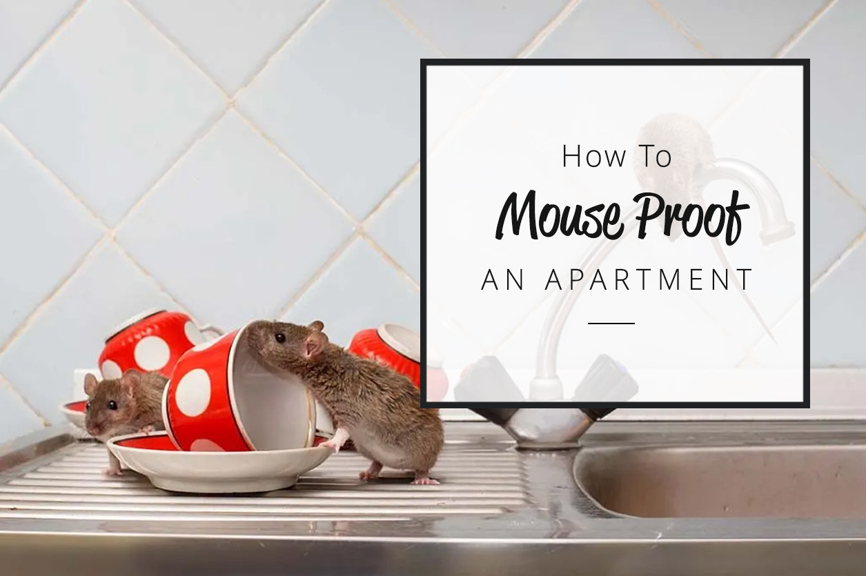 How To Mouse Proof an Apartment