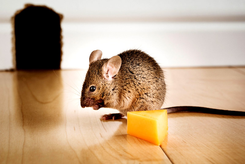 How to get rid of mice in NYC apartments