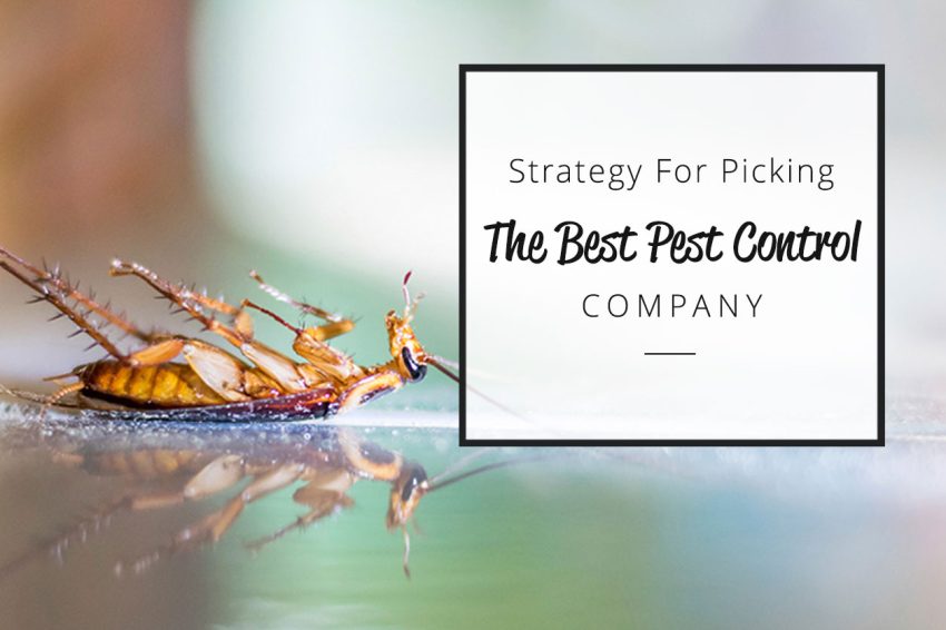 Picking the best pest control company