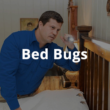 bedbugs-thumb