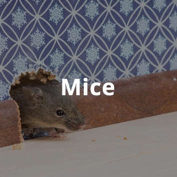 mice-thumb