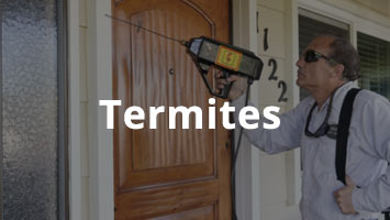 termites-thumb