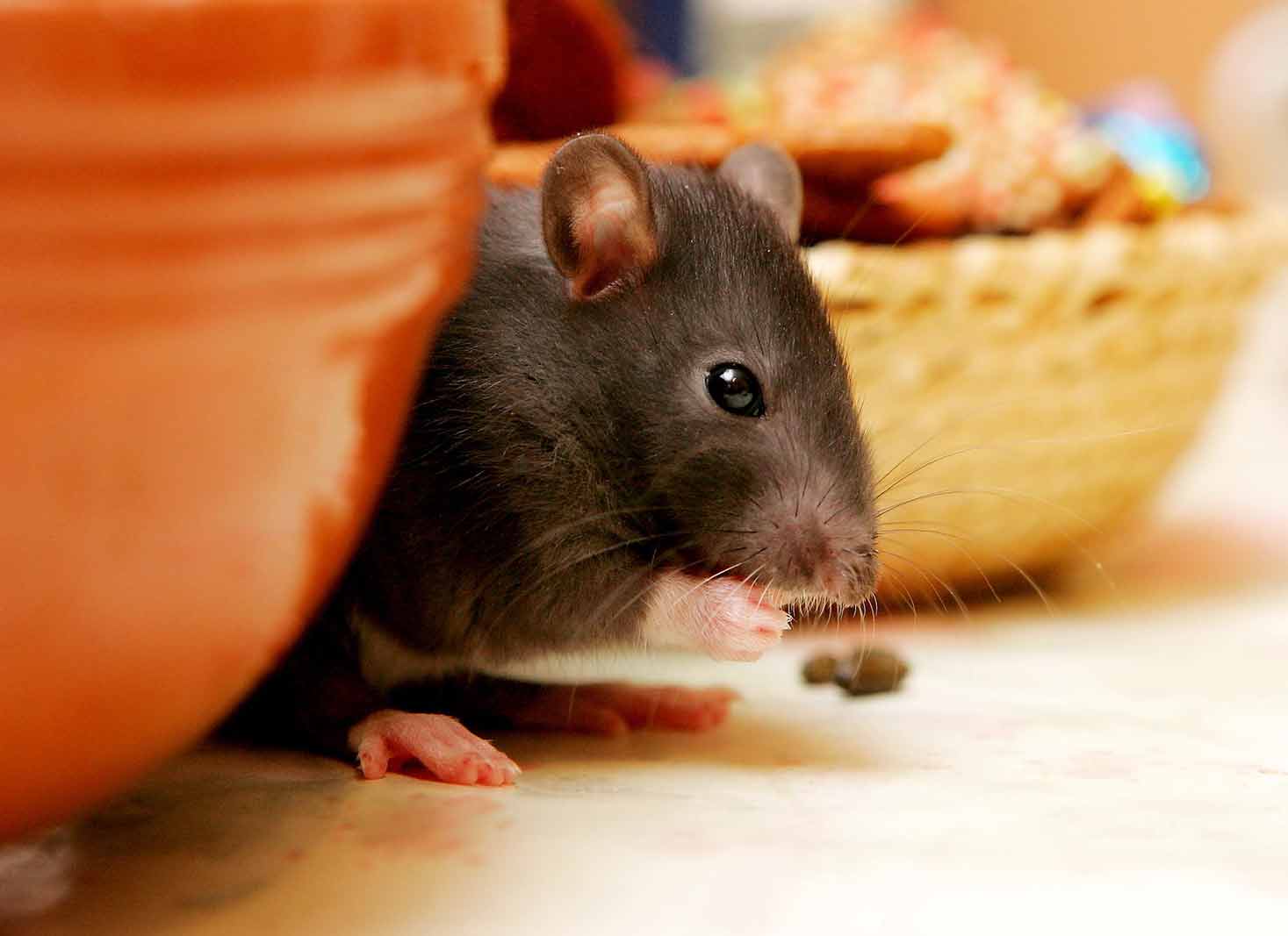 Can Pest Control Get Rid Of Mice