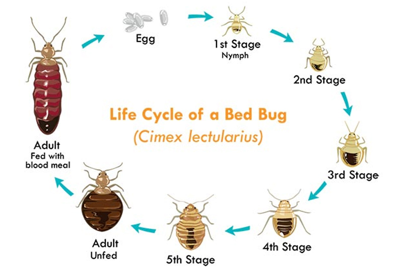 Factors that affect bedbug survival without food