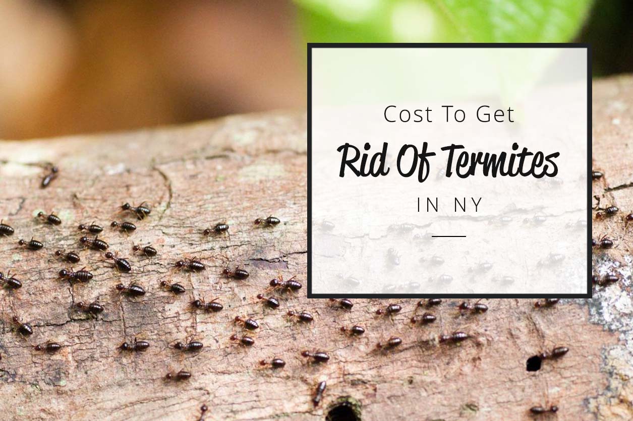 Get Rid Of Termites 