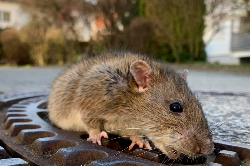 These-are-the-world's-25-most-rat-infested-cities