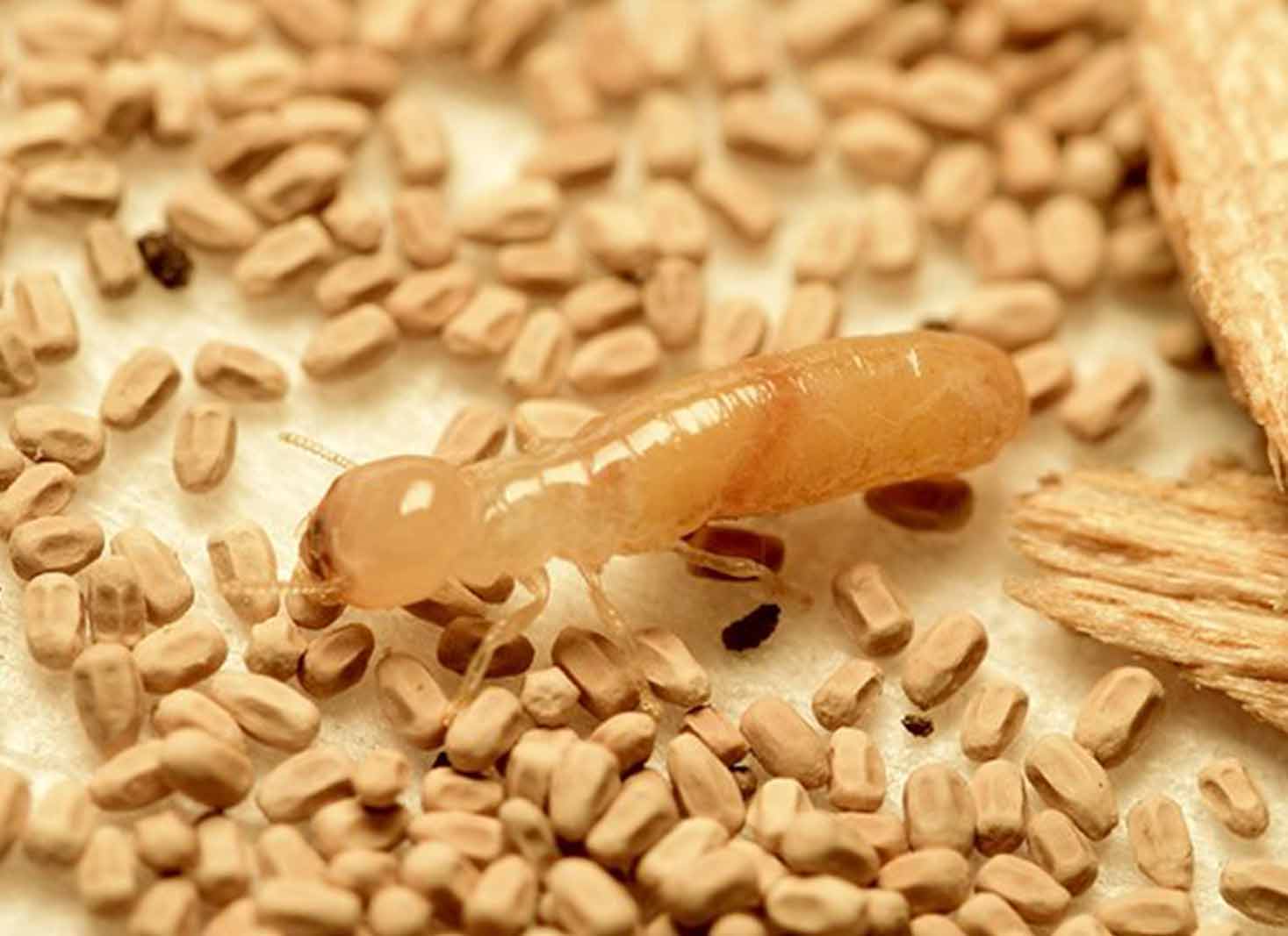 Type-of-termite