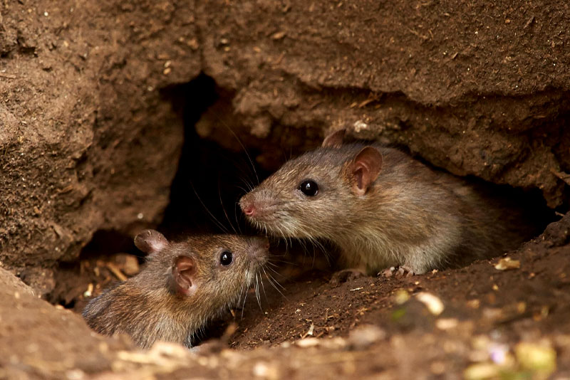 What causes mice infestation