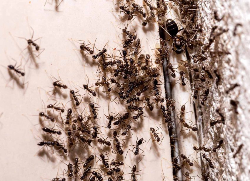 Ant Pest Control