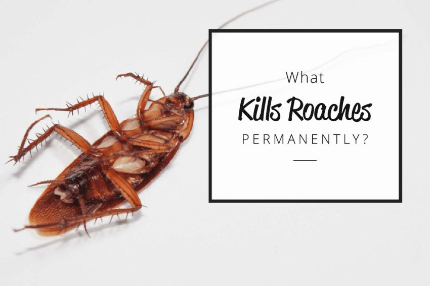 What-kills-roaches-permanently