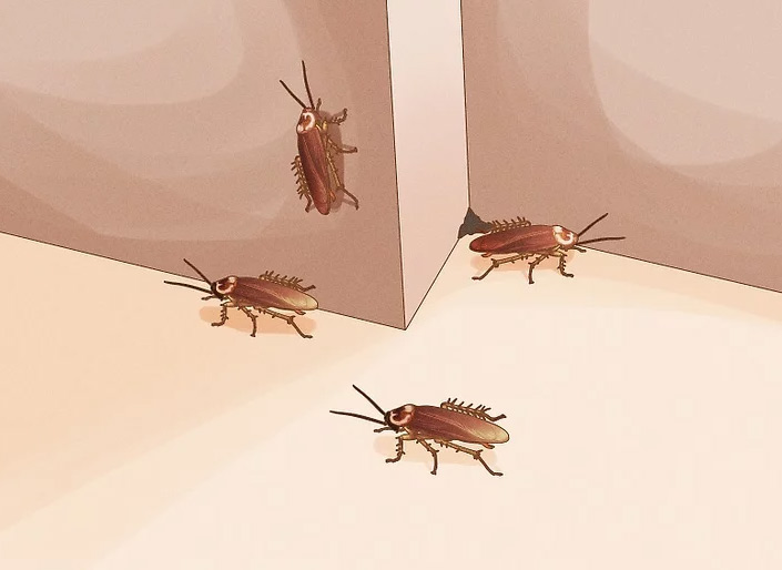How-Many-Cockroaches-Before-Calling-Exterminator