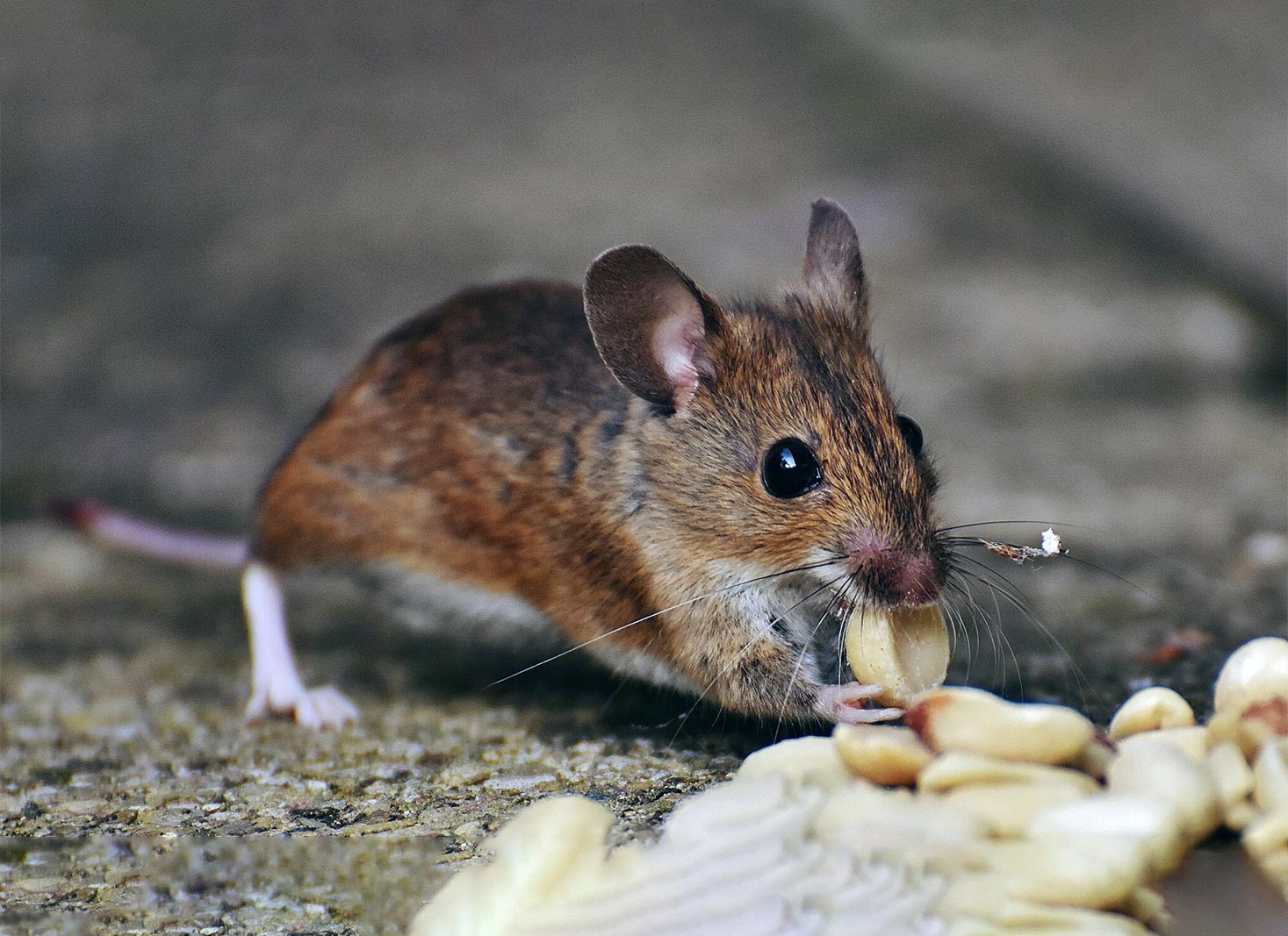 Mice-Exterminator