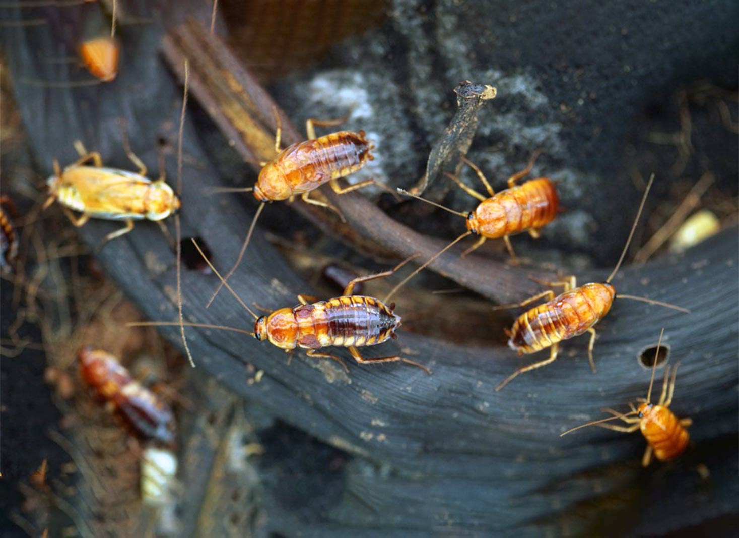 Roach-Species-and-Winter-Survival