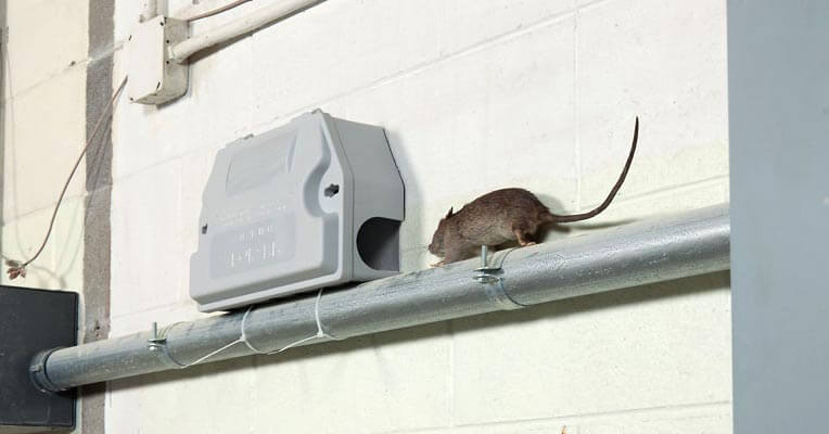 Rat-exterminators-using-trap