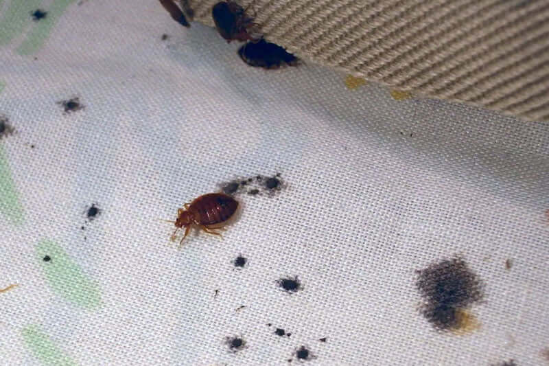 Identify-the-Signs-of-Bed-Bug-Infestation