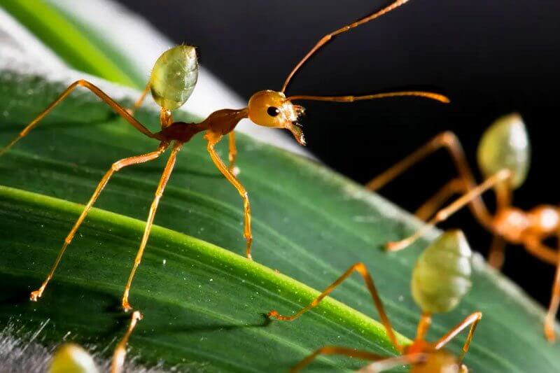 Are-all-the-ants-as-heavy-as-all-the-humans