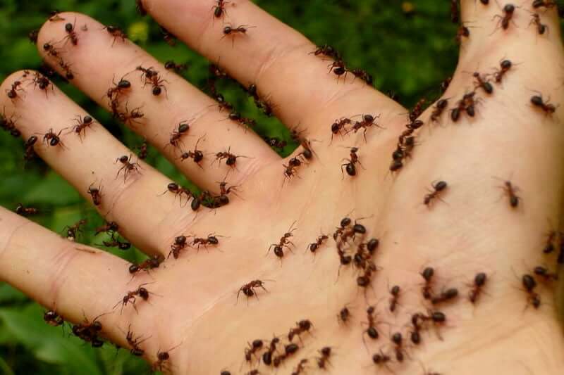 Are-there-more-ants-or-humans