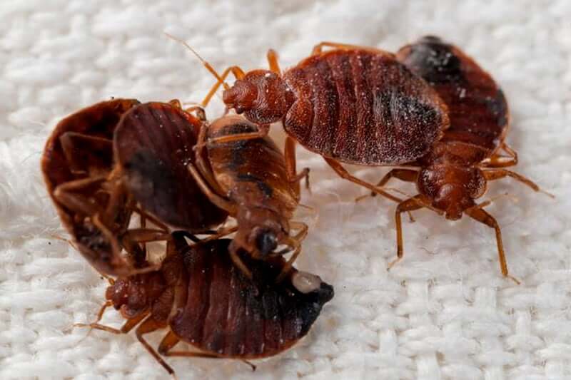 Can-you-use-natural-predators-to-get-rid-of-bed-bugs
