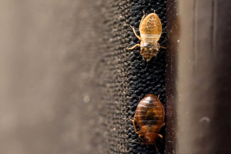 Do-bed-bugs-usually-stay-in-one-room