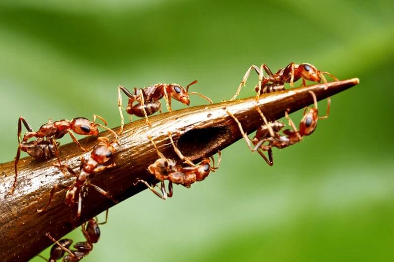 How-Many-Ants-Are-There-in-the-World