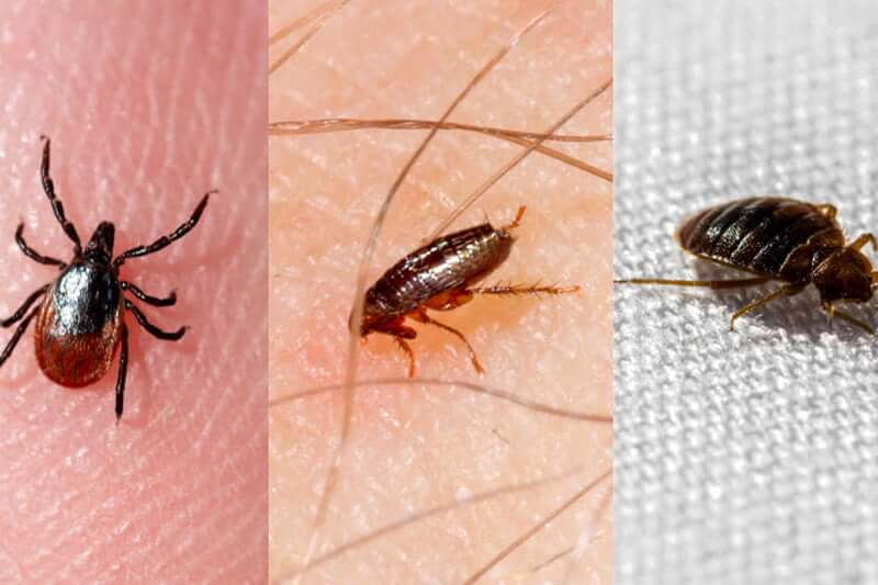 What-attracts-bed-bugs-Myths-VS-Facts
